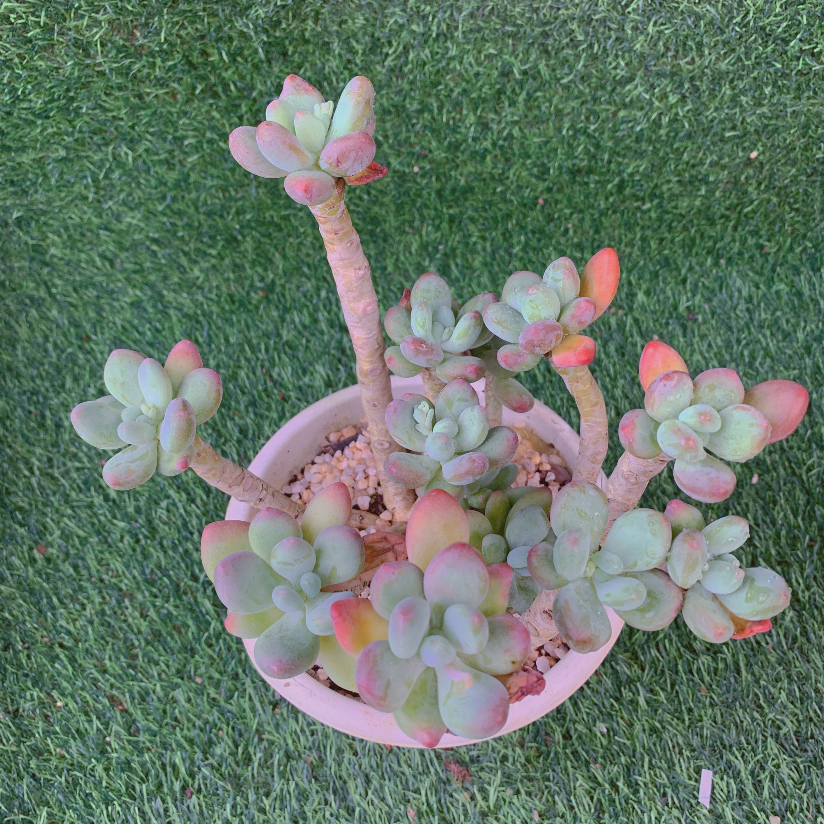 苹果奶群 精品多肉 阳台盆栽 一单包邮