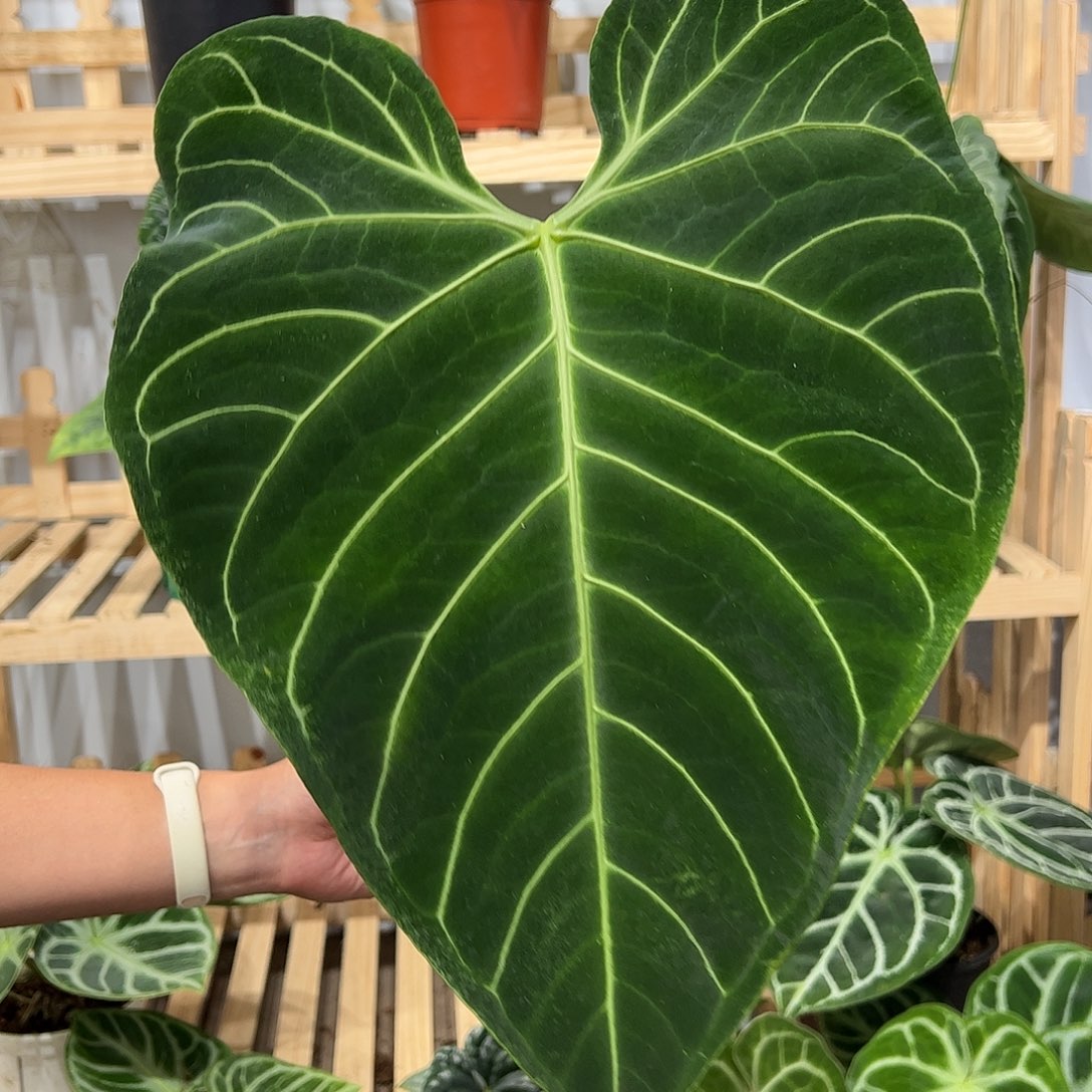 T***_完全开放帝王花烛中大