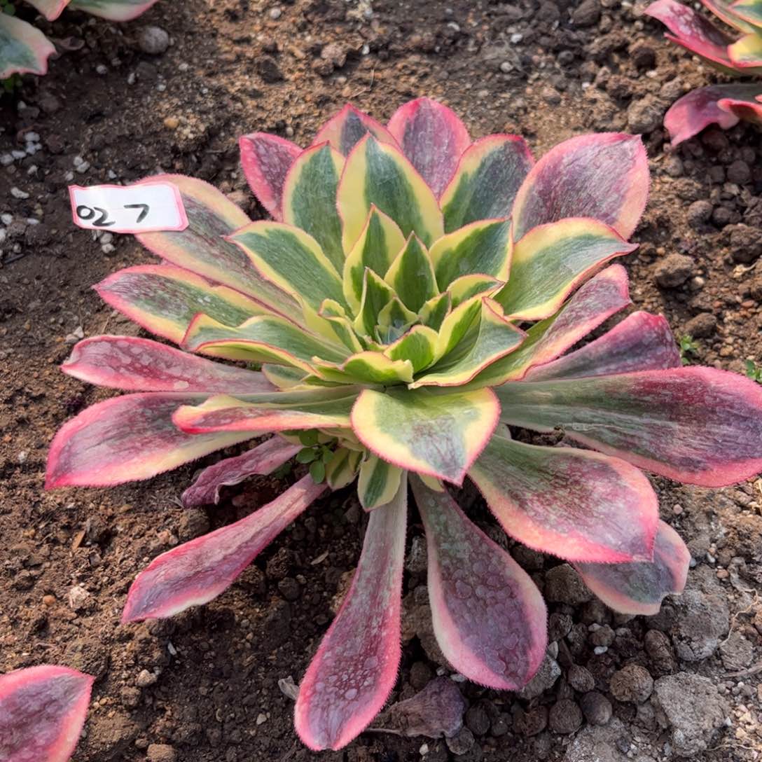 027多肉植物魅影