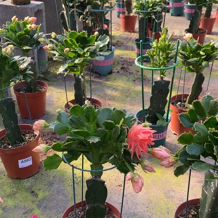 大部分花苞少量开放302嫁接043