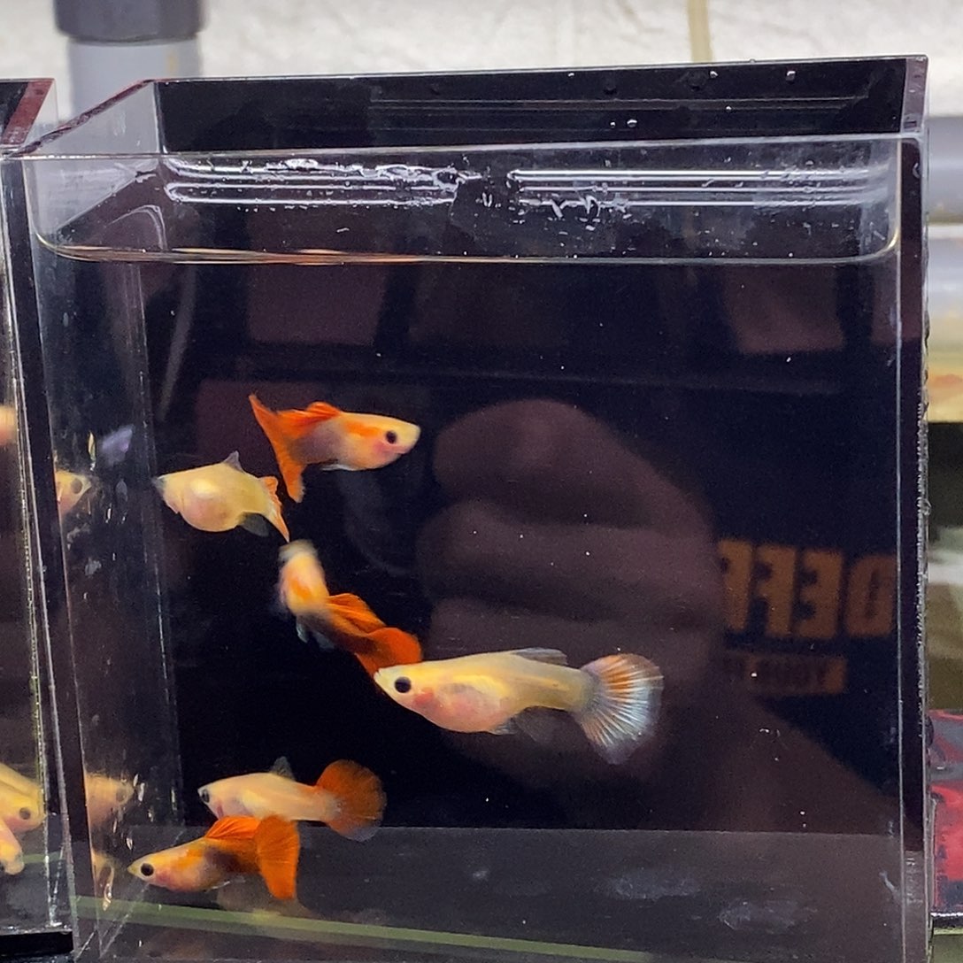 孔雀鱼红礼服玻璃猫3对特价清缸