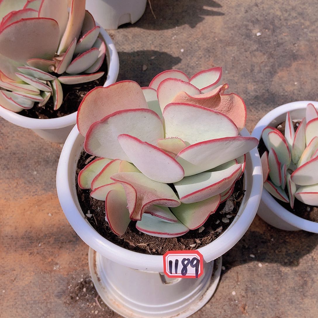 白眉1189 晓晓一物一拍