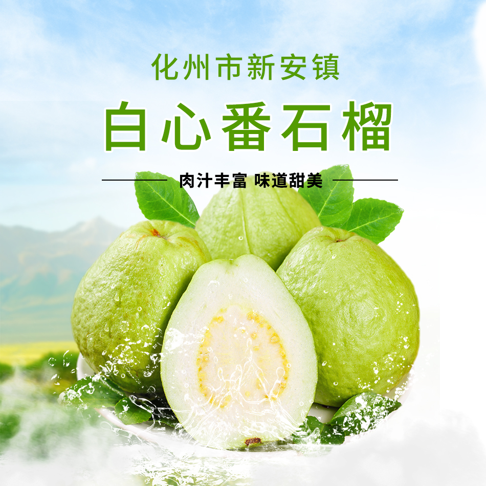 新安番石榴现摘现发爽口脆甜白心珍珠芭乐果广东水果化州特产