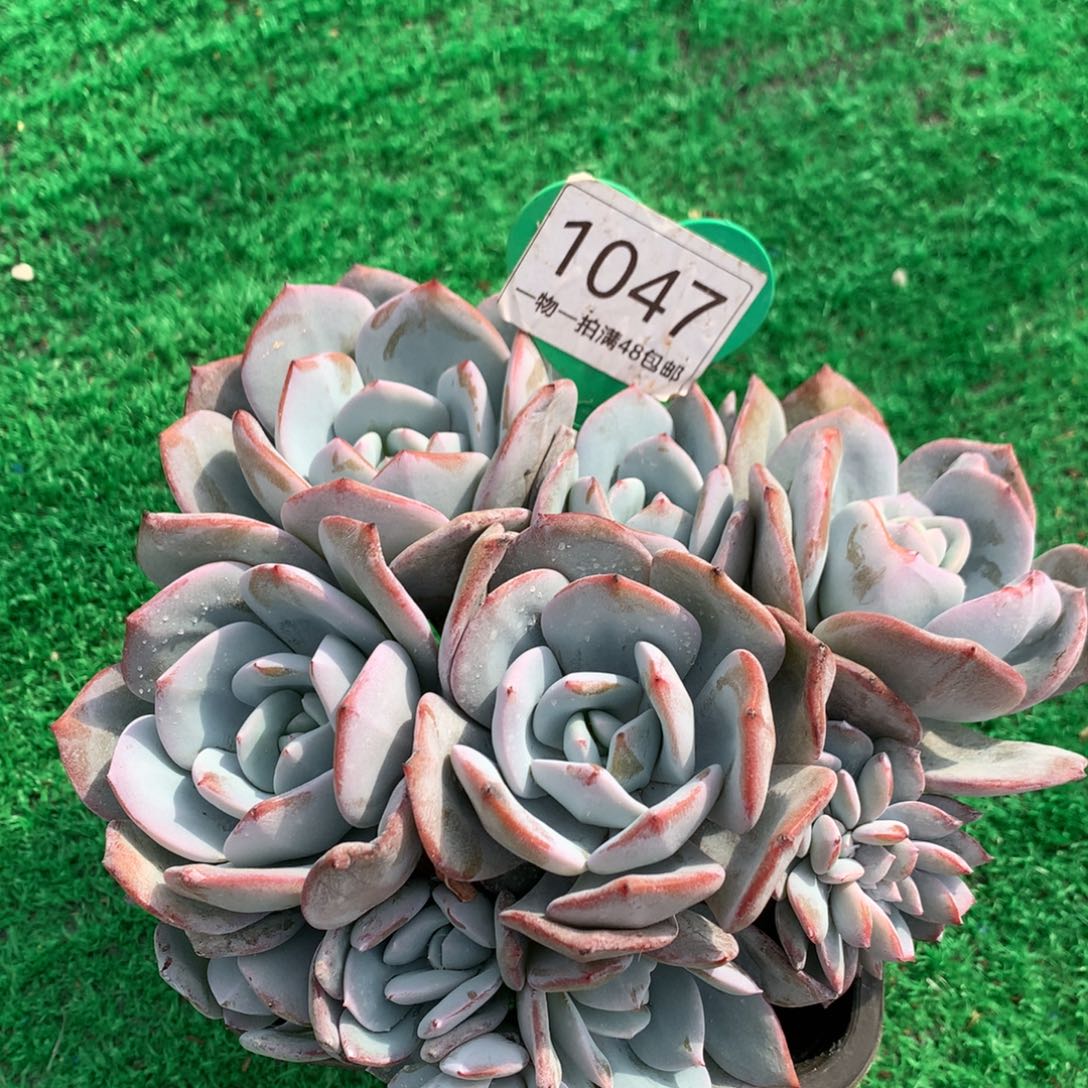 梦***瑶韩版奶茶老桩带缀1047