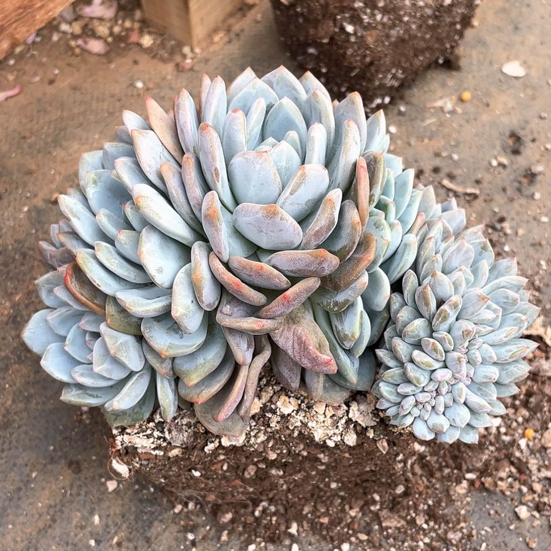 6头➕缀多肉植物多肉植物