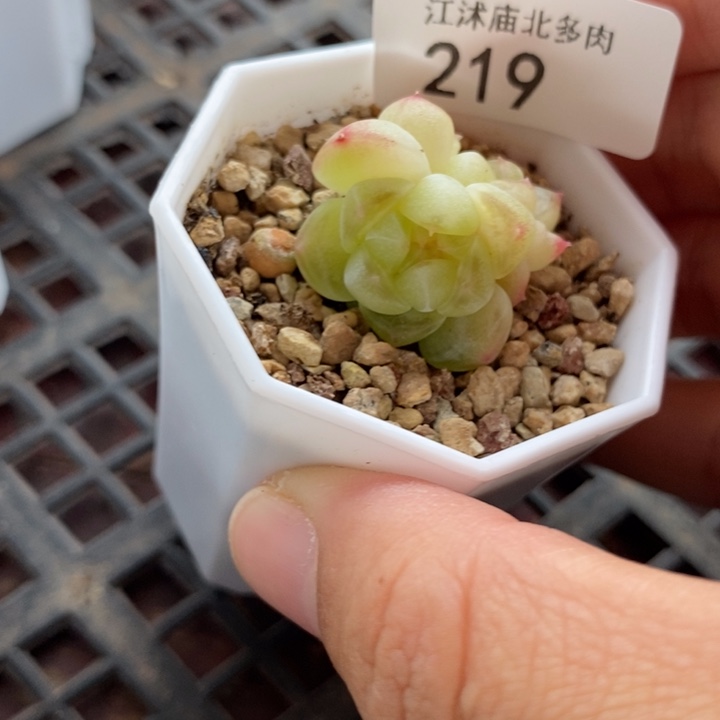 标219现金财富一个多肉