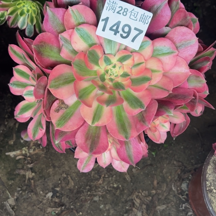 1497女巫多肉植物