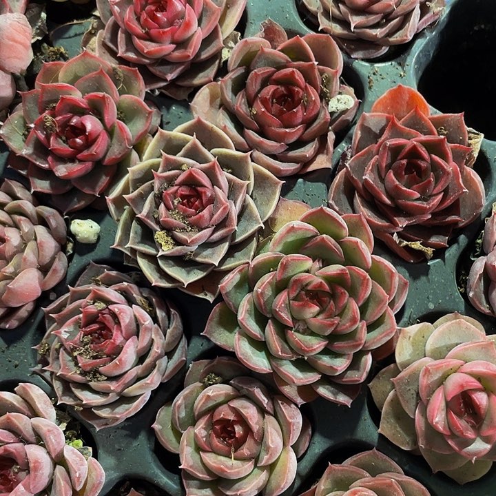 小贵夫人1.5带土发