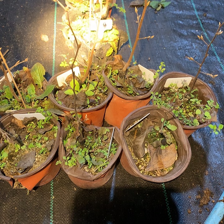 无花朵国庆红嫁接苗28.8