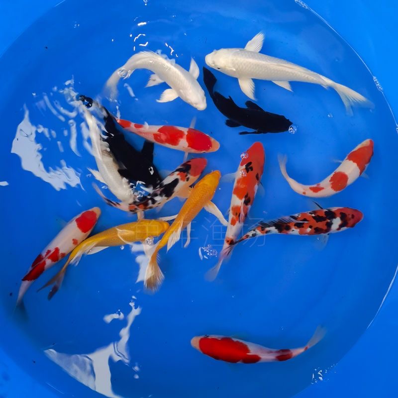 （不包邮）红白三色孔雀昭和绯写