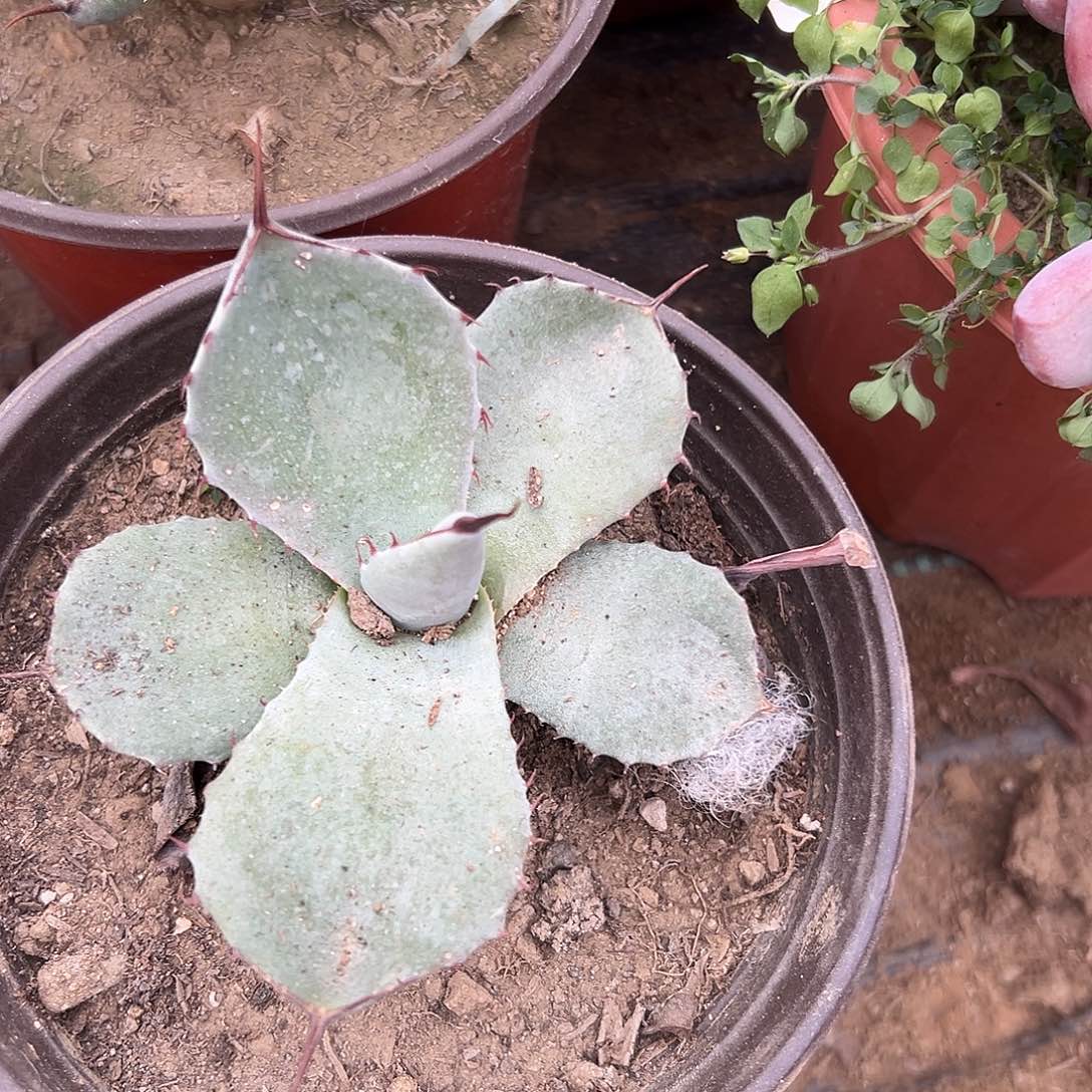 多肉植物圆叶福克斯