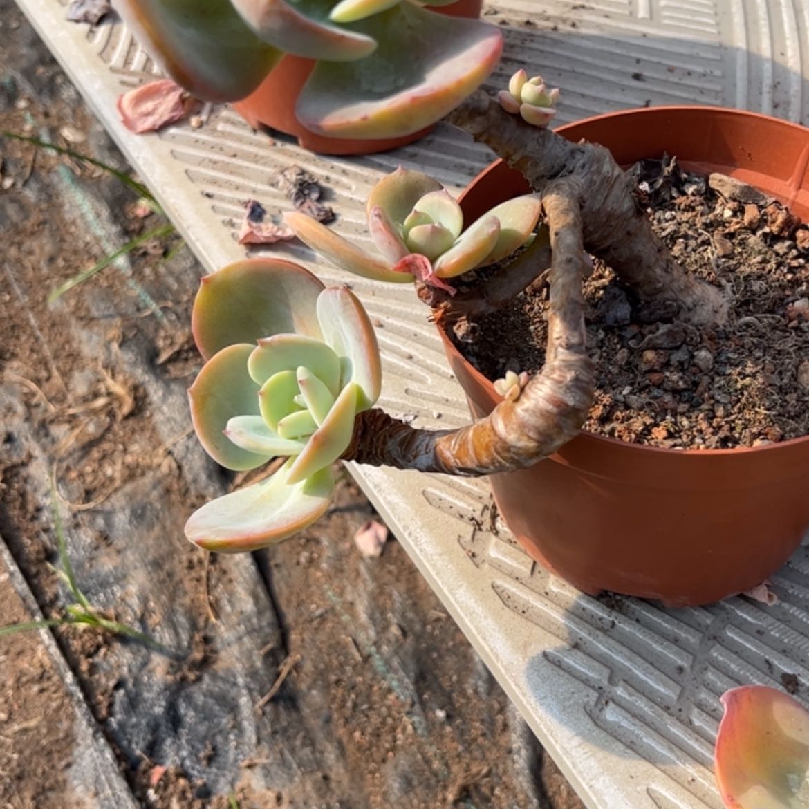 【闪购商品】无花朵用****碧