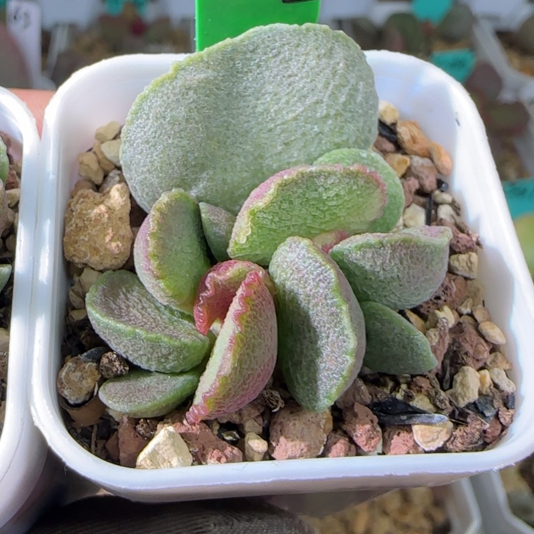 编号622底叶插，四方盆发