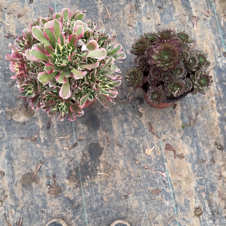 一单包邮不包侧枝42