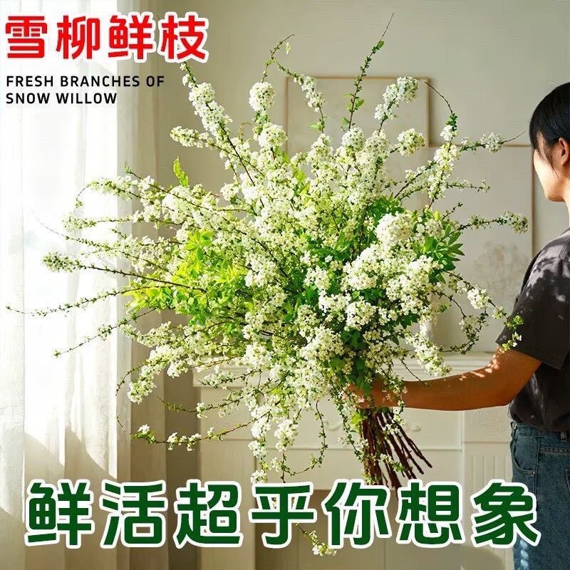 雪柳年宵盆栽水养鲜枝干枝插花水培植物室内雪花花卉绿植遇水花