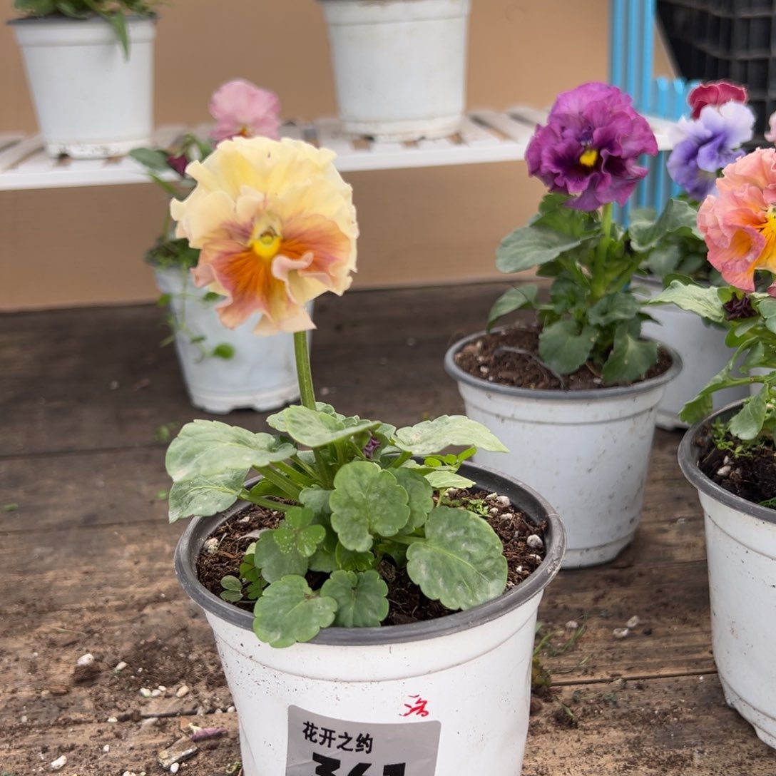 【闪购商品】完全开放361号