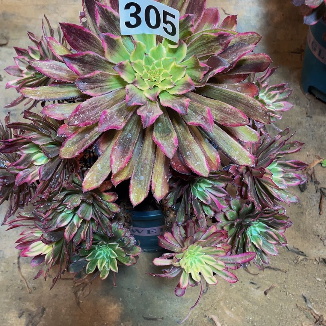 多肉法师305号阿诗玛发货不包损