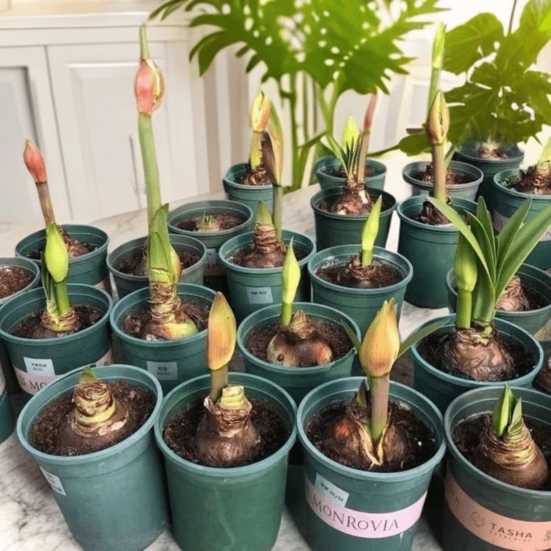 荷兰进口重瓣朱顶红种球花卉盆栽室内四季观赏超大球好养庭院耐寒