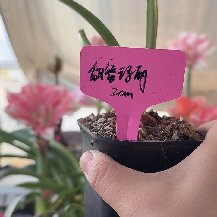 无花朵甜蜜玛丽朱顶红直径2cm