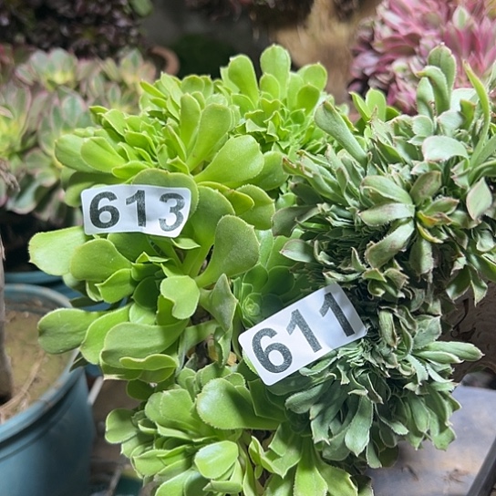 幸***乐多肉植物两个微瑕613.611