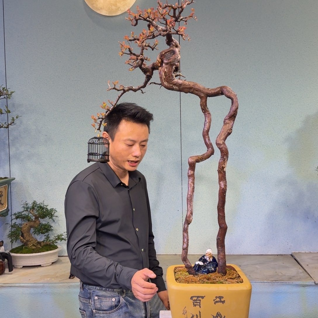 力***量无花朵小叶红芽雀梅