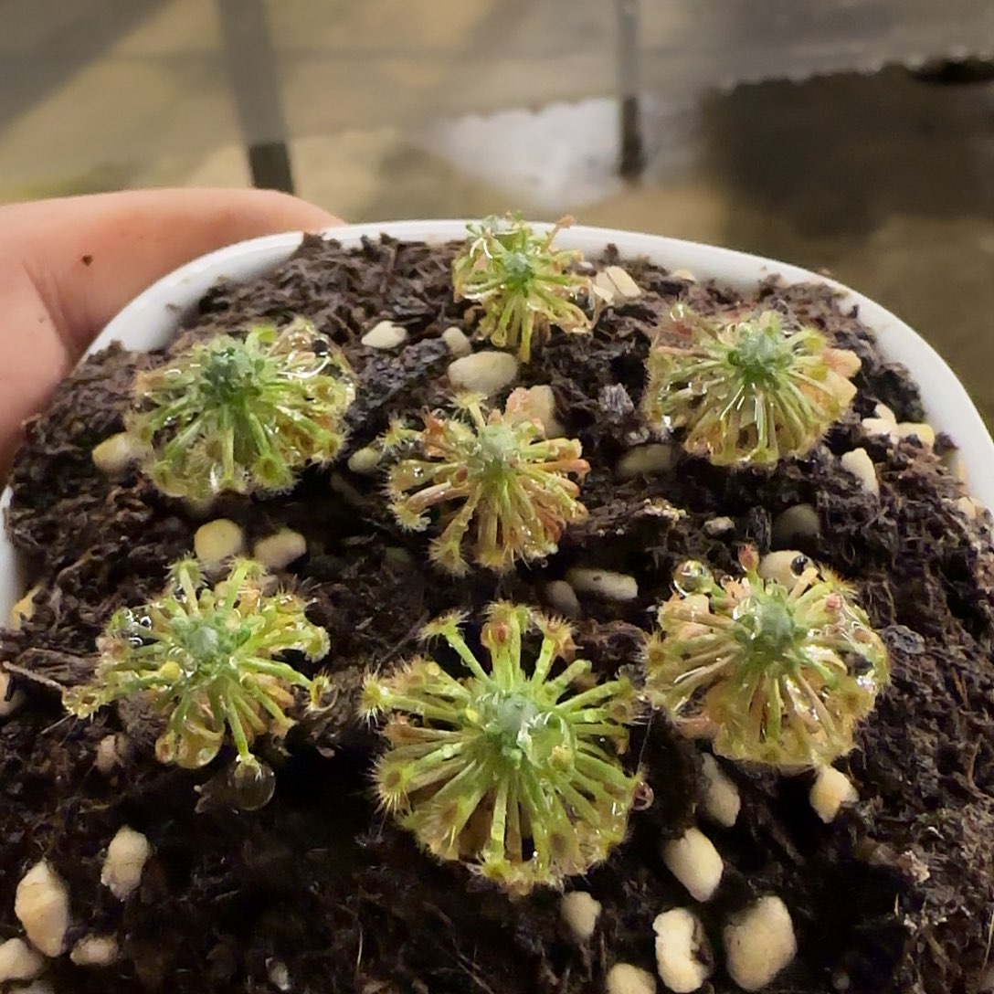 趴***子无花朵专拍迷你茅