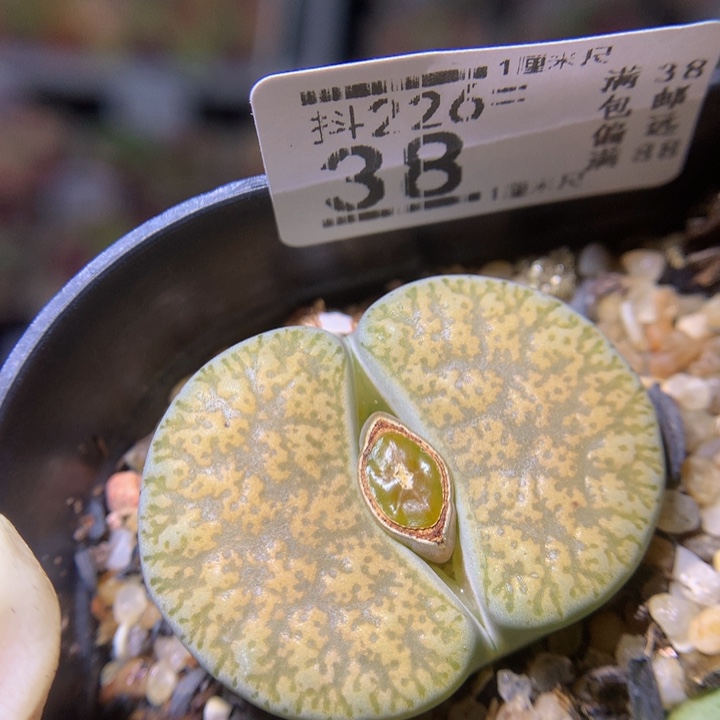 精品生石花226.38
