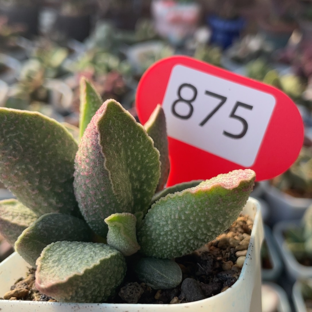 孙*    粉猪肝。    875。   