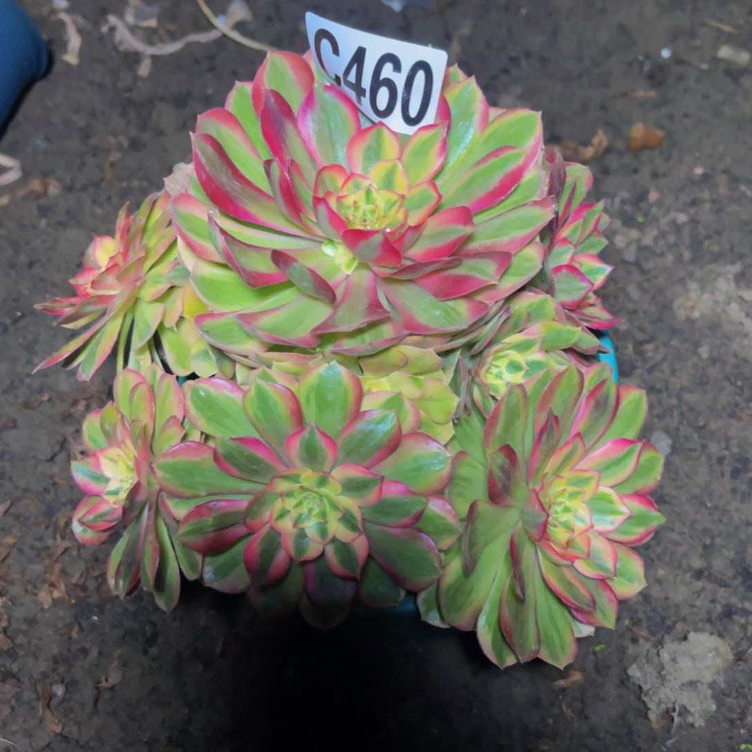 火龙果法师16//36包邮