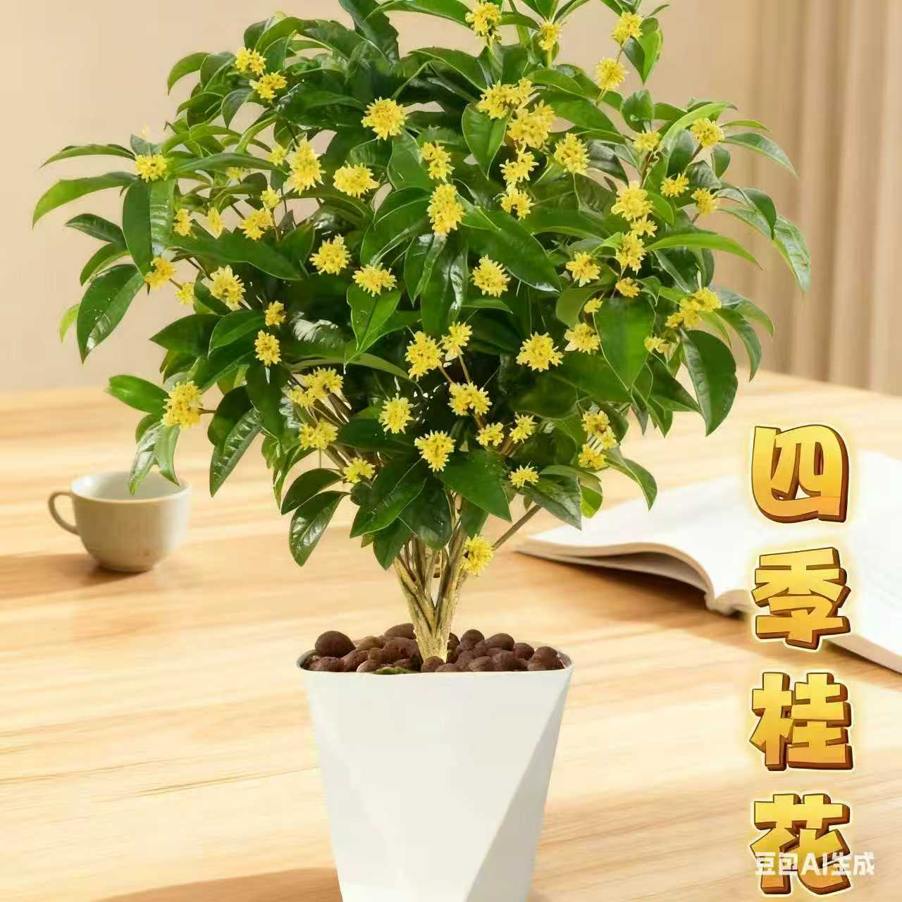 四季桂花盆栽浓香型花卉耐寒好养适合庭院阳台种植