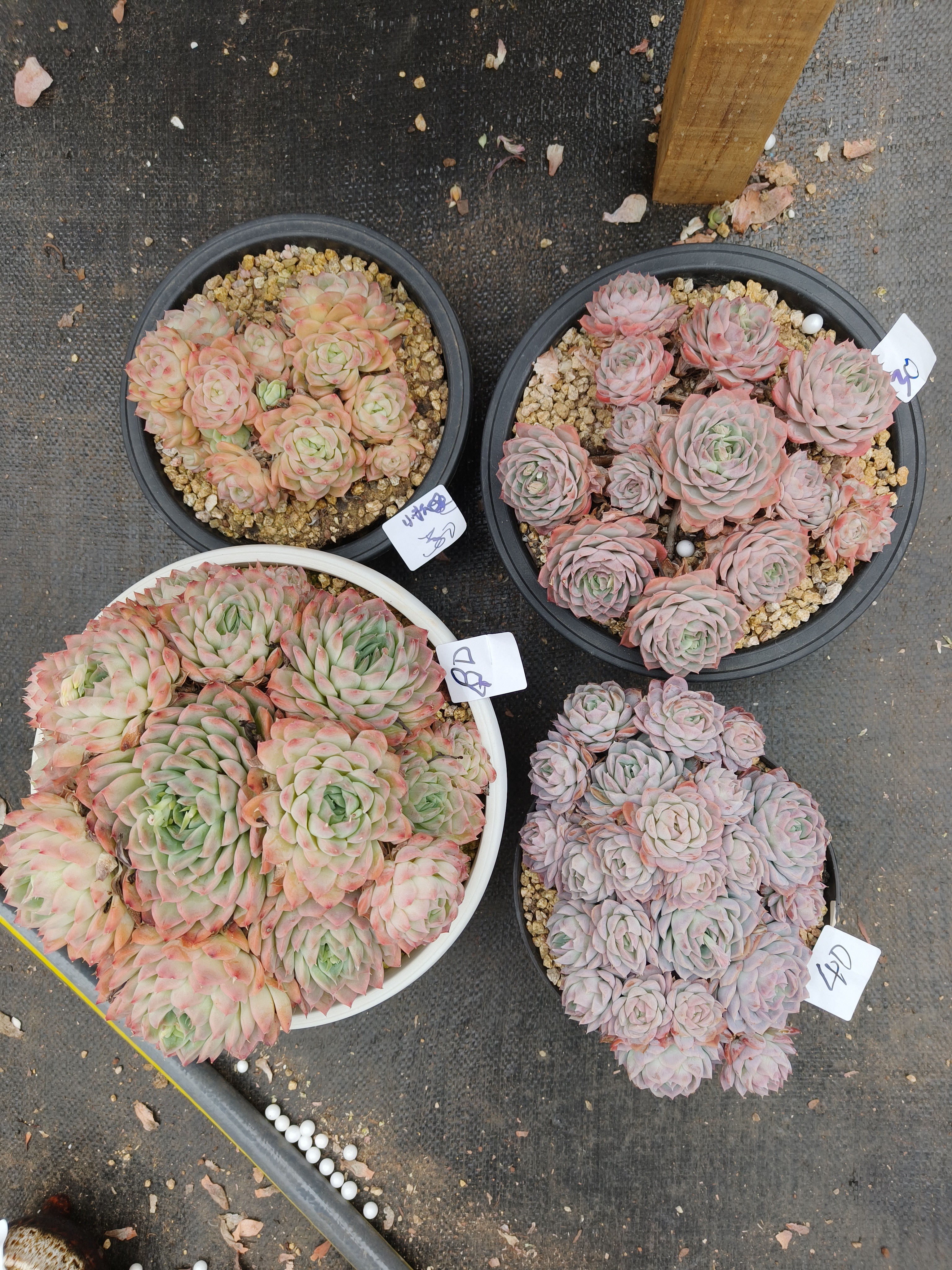 1000花掌柜精品杂交多肉4盆1盆不售后