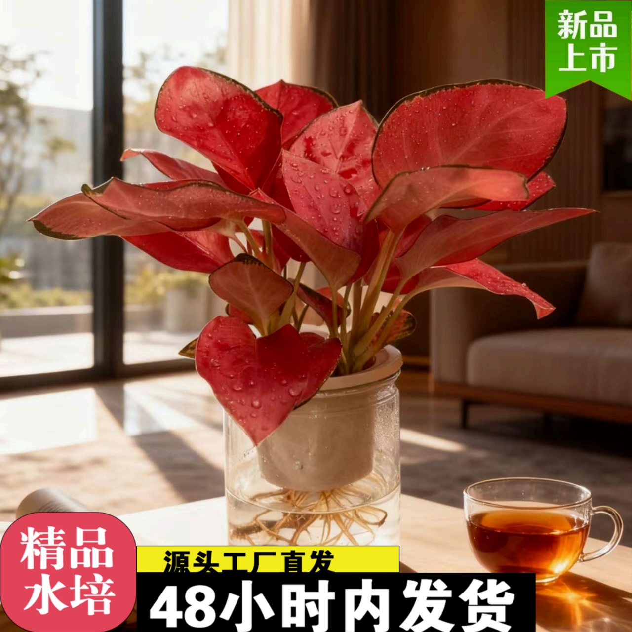 室内水培吉利中国红盆栽植物净化空气好养易活的花卉