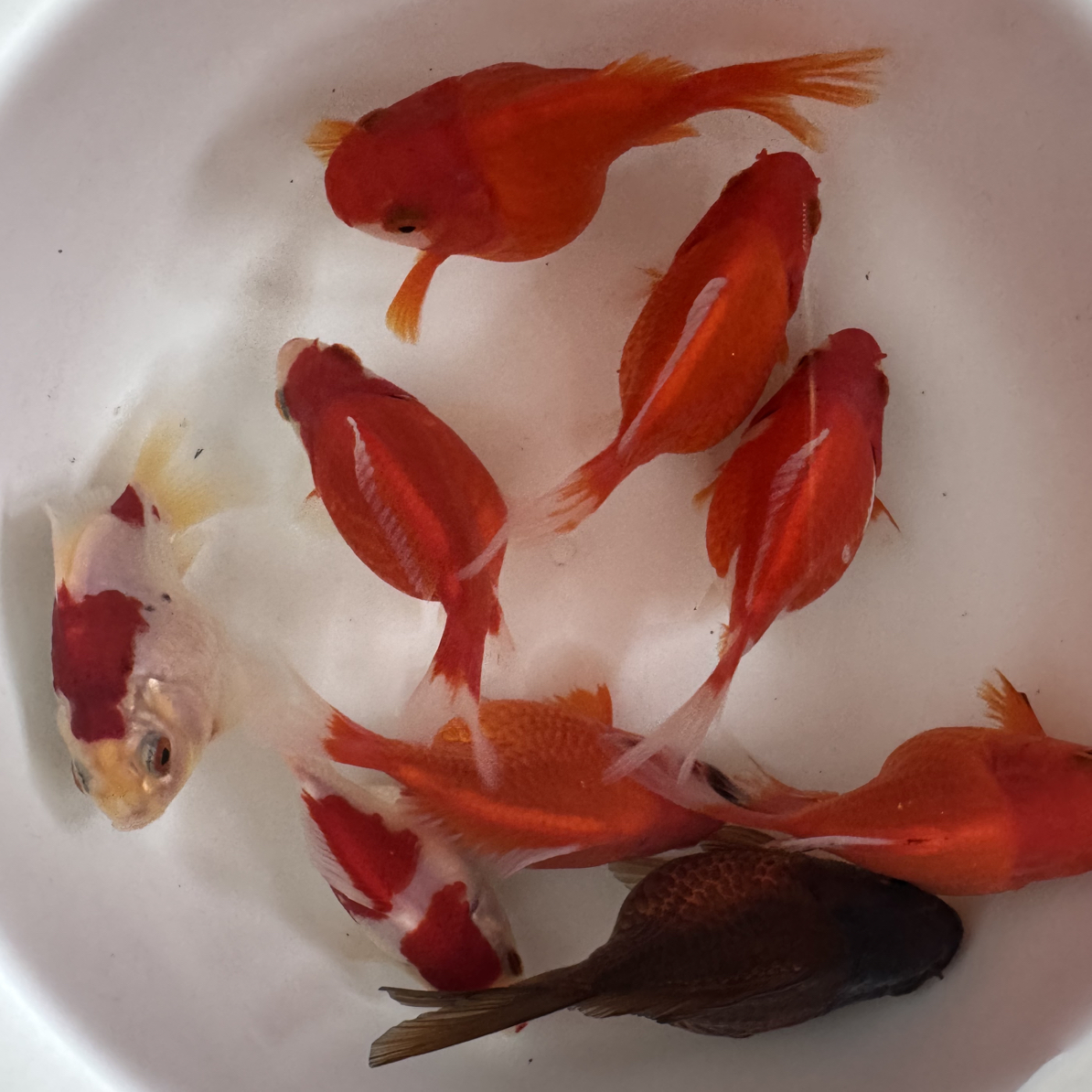 （京东快递直达）东北三省保温拍大日血统玉鲭当岁源头直达保活