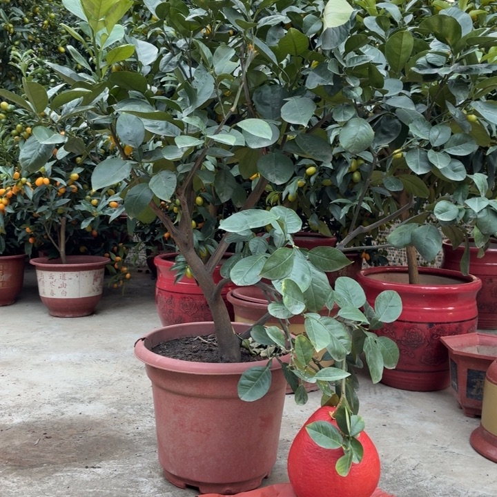 S***G完全开放一物一拍