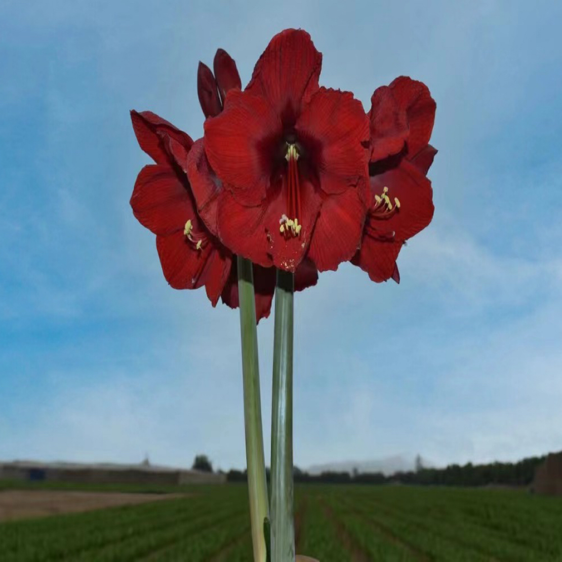  进口秘鲁新品单瓣朱顶红【安第斯黑天鹅】