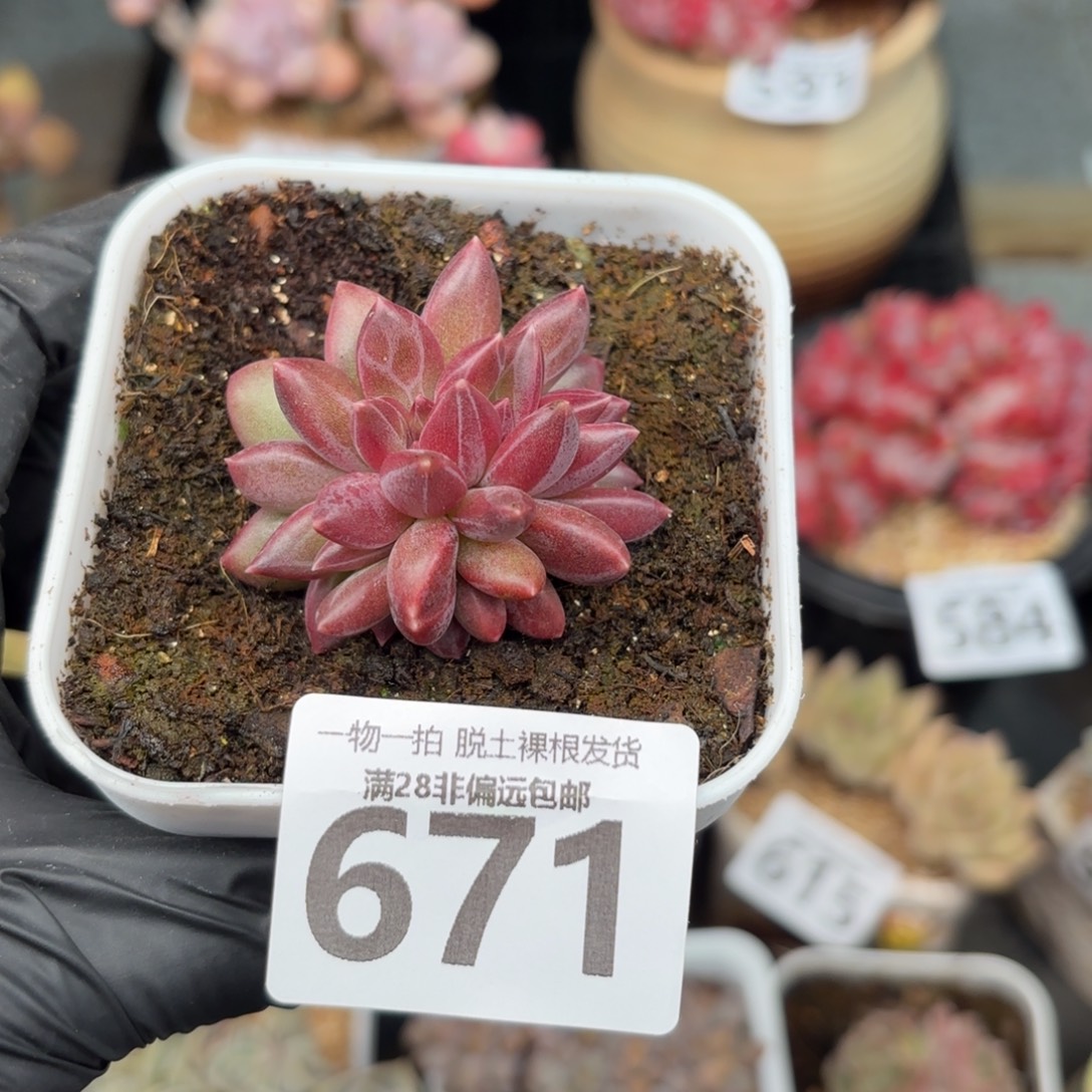 迷雾泡泡缀无盆土发货