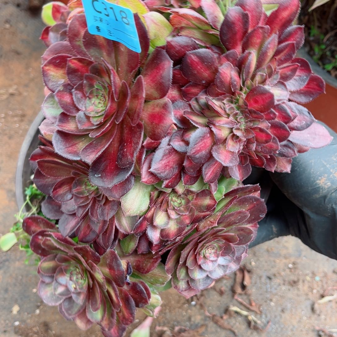 多肉植物318抹茶