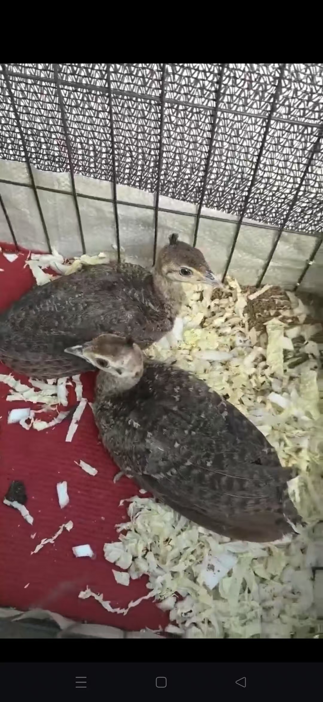 观赏蓝孔雀宠物长尾