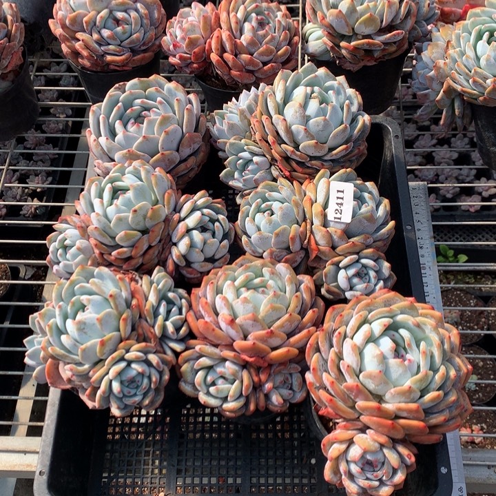 12411七个嗯嗯嗯嗯好