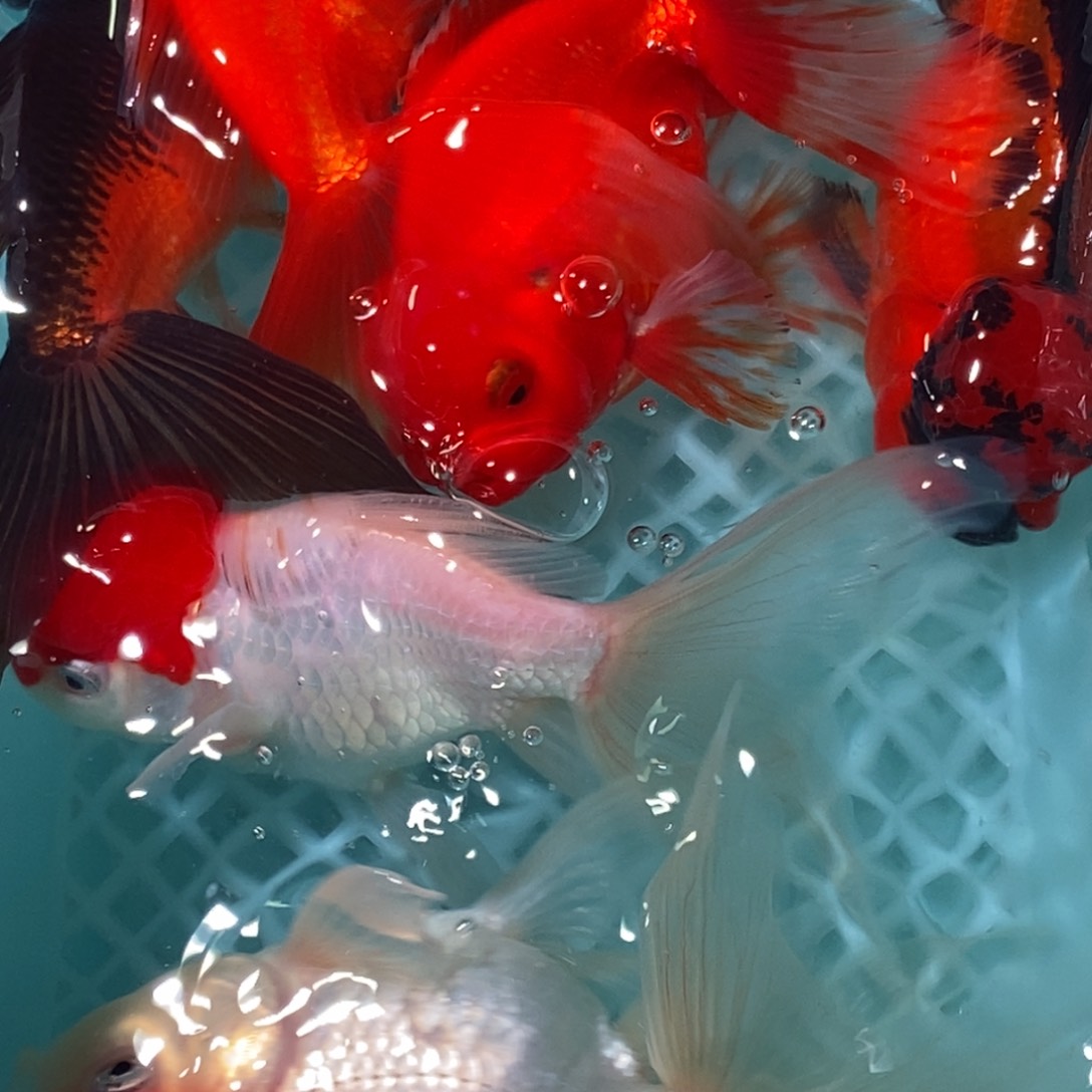 1公母搭配金鱼类