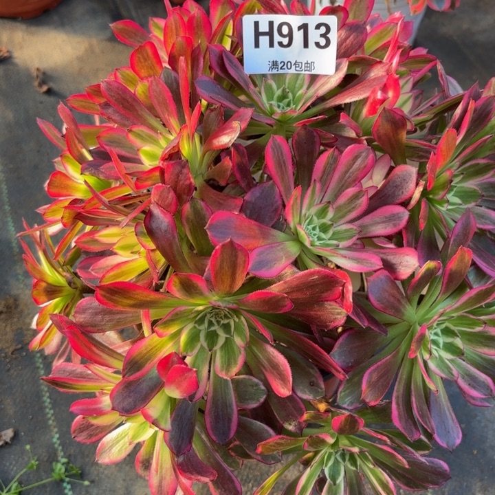 瑞妈多肉植物。913天河