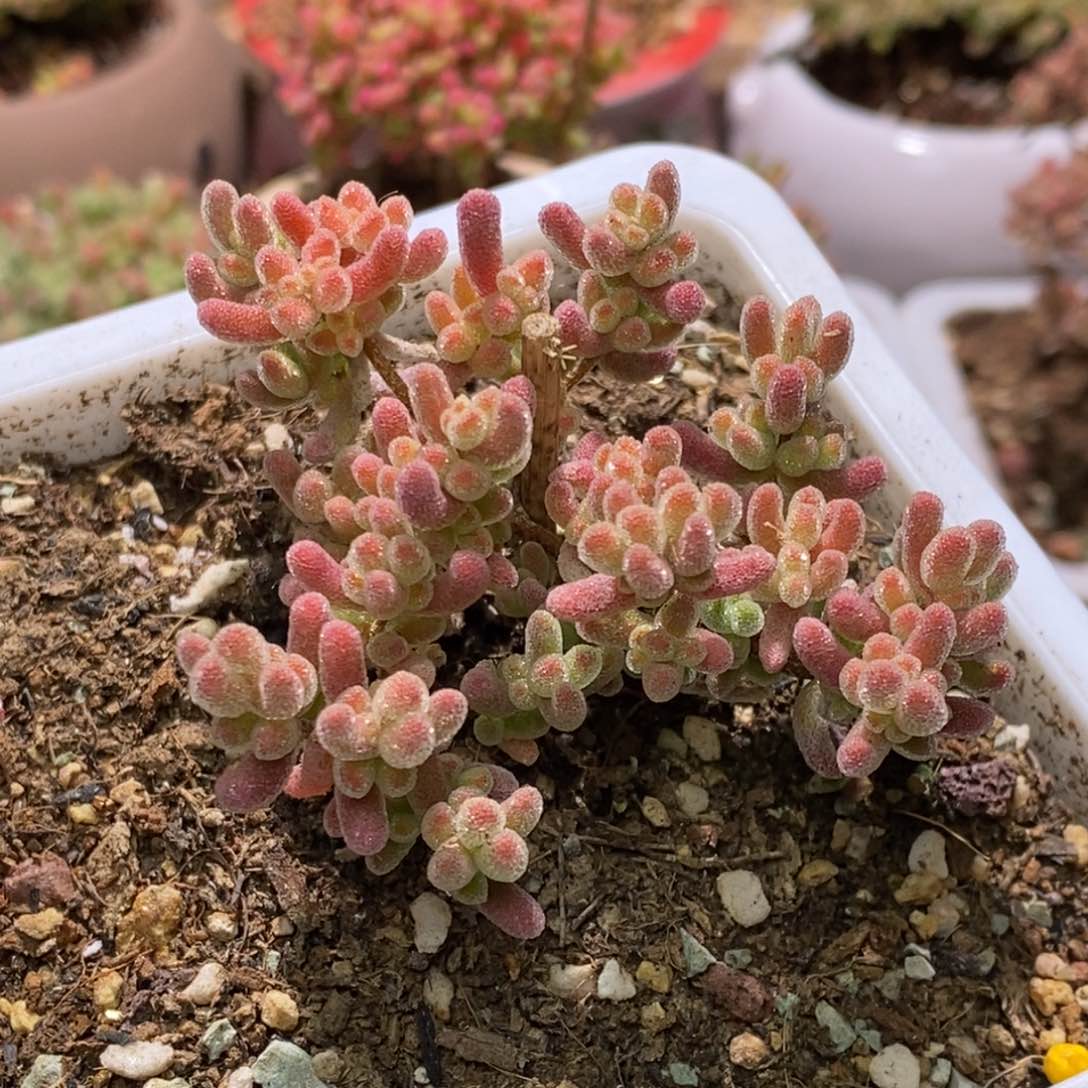 冰晶枝干番杏A419