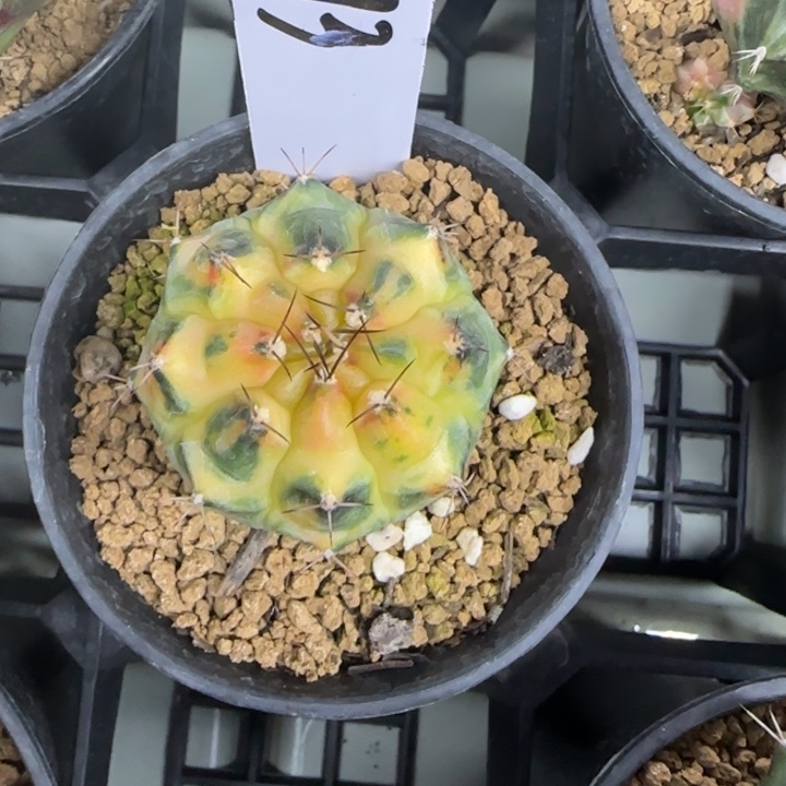 73-0210深海脱土发多肉