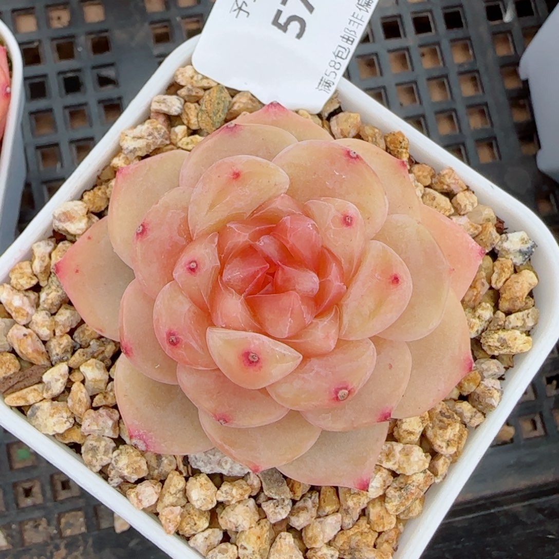 橘糖珍妮，5714多肉植物