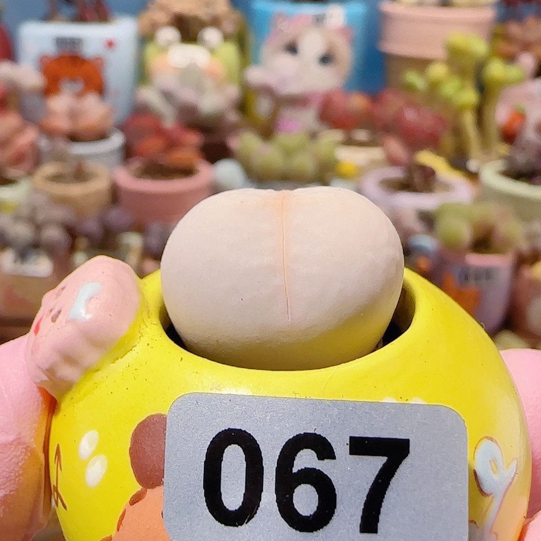 T圆圆高尔夫盆口2.5cm