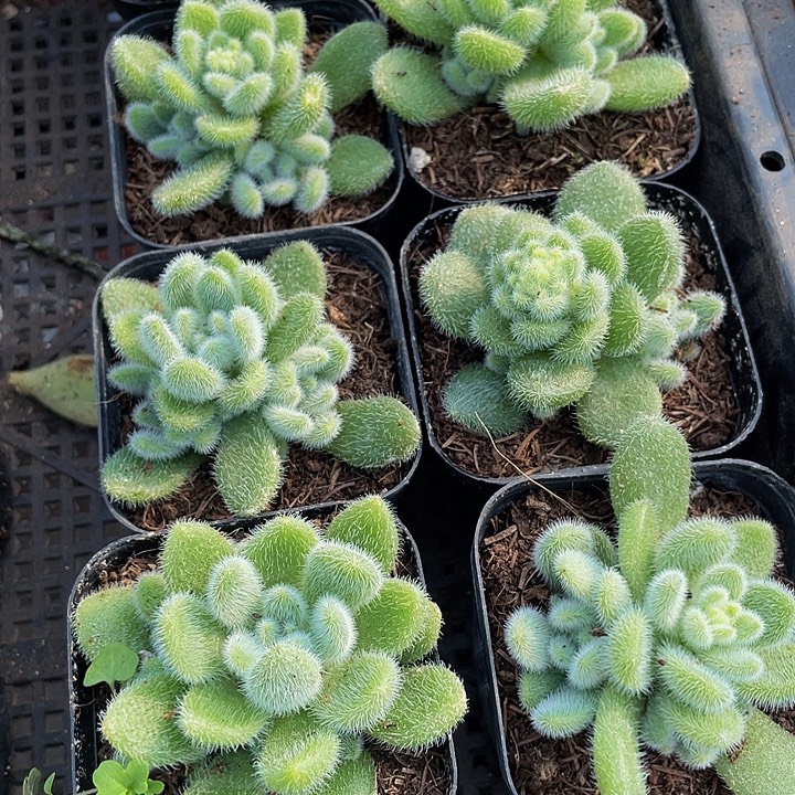 信冻泥带盆土发货