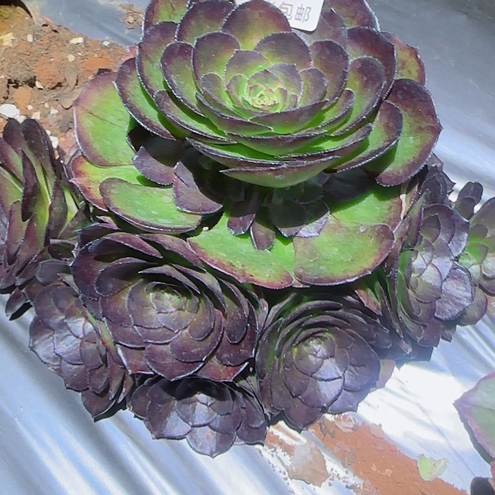 多肉法师海山湖多