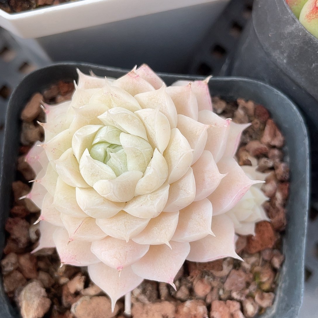 优选女王福利9247