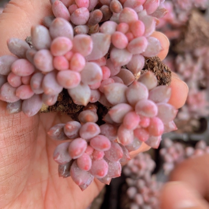 蓝舌香水10颗一组精品