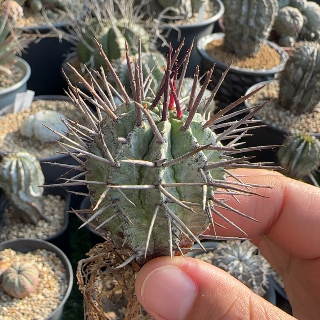 777狂刺大型白衣11